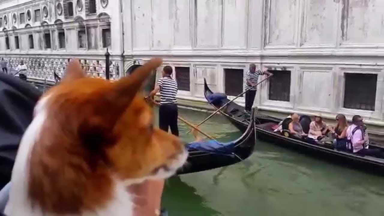 Resa med hund, Venedig / Travel with dog, Venice Italy
