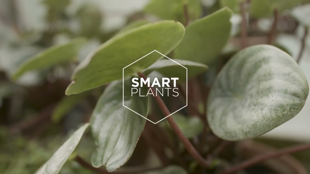 Smart Plants Case Study