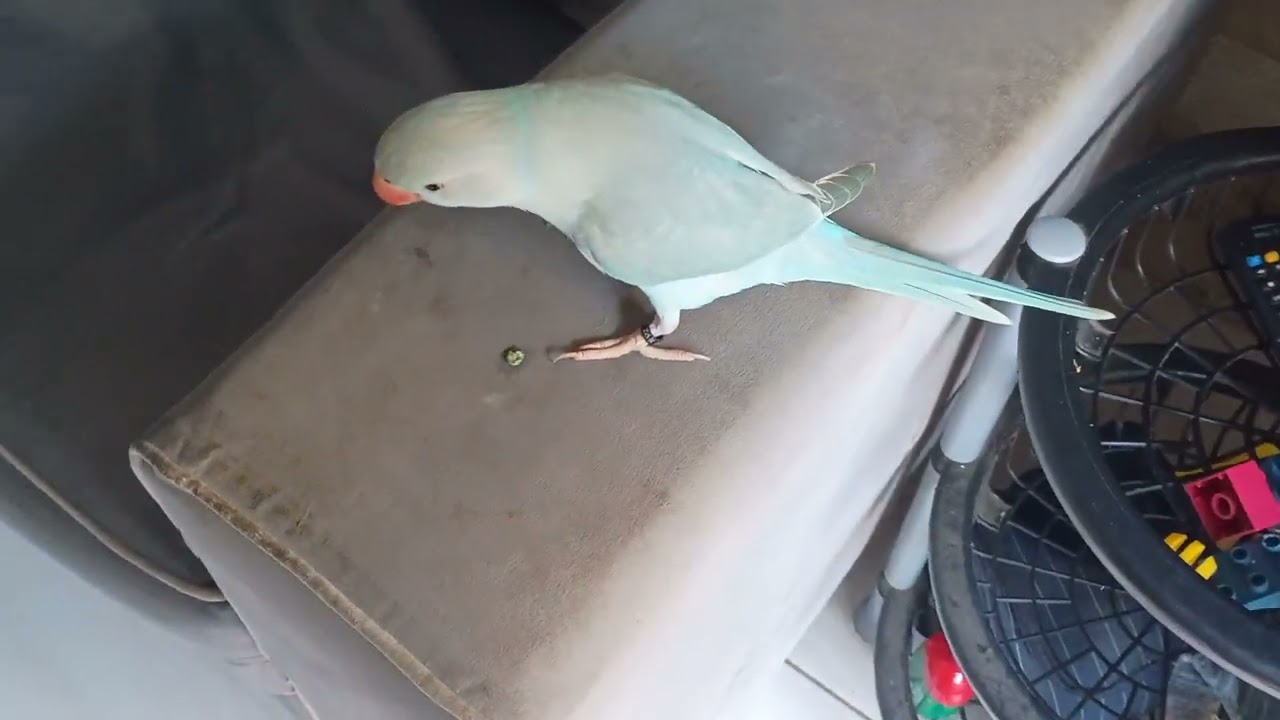 Como se comportam o Ringneck?