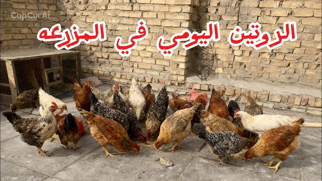 روتين المزرعه او حياه مربي 💪