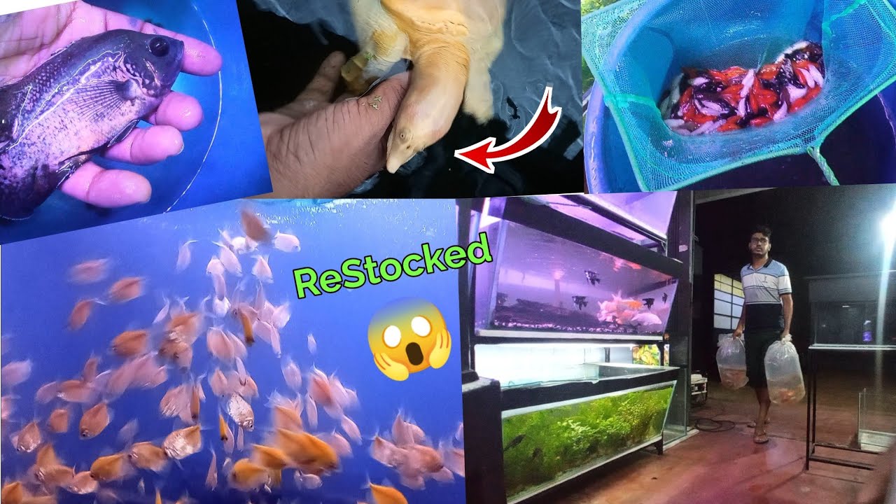 ඉස්ගෙඩියන්ගෙන්  FREE  මසාජ් එකක් දාගමුද??  / Tadpole Spa 😱