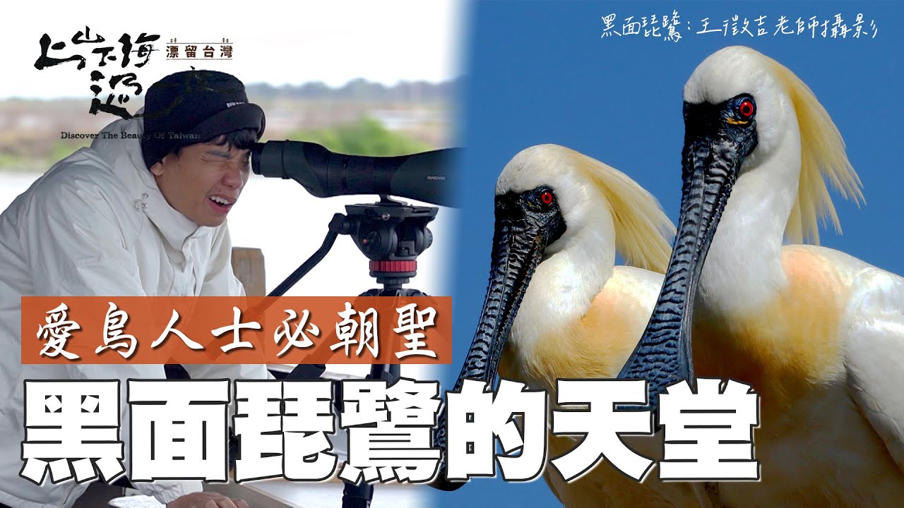賞鳥的樂趣就是如此樸實無華！全世界獨一無二的保育聖地 超過2/3的黑面琵鷺都在這裡 愛鳥人士必來的台江國家公園！｜上山下海過一夜 漂留台灣 精華