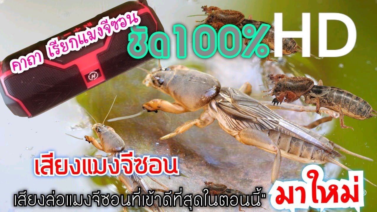 เสียงแมงจีซอน