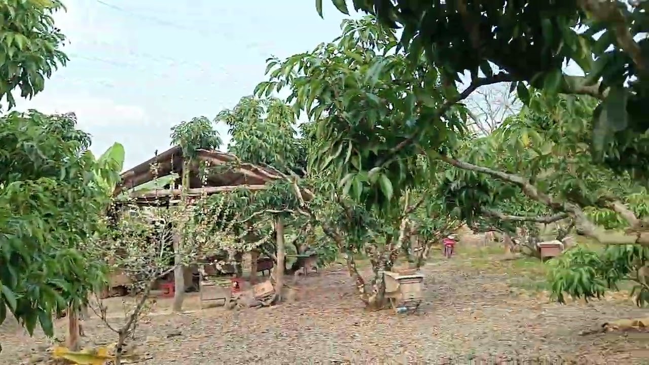 Vải thiều năm 2026,150k/kg