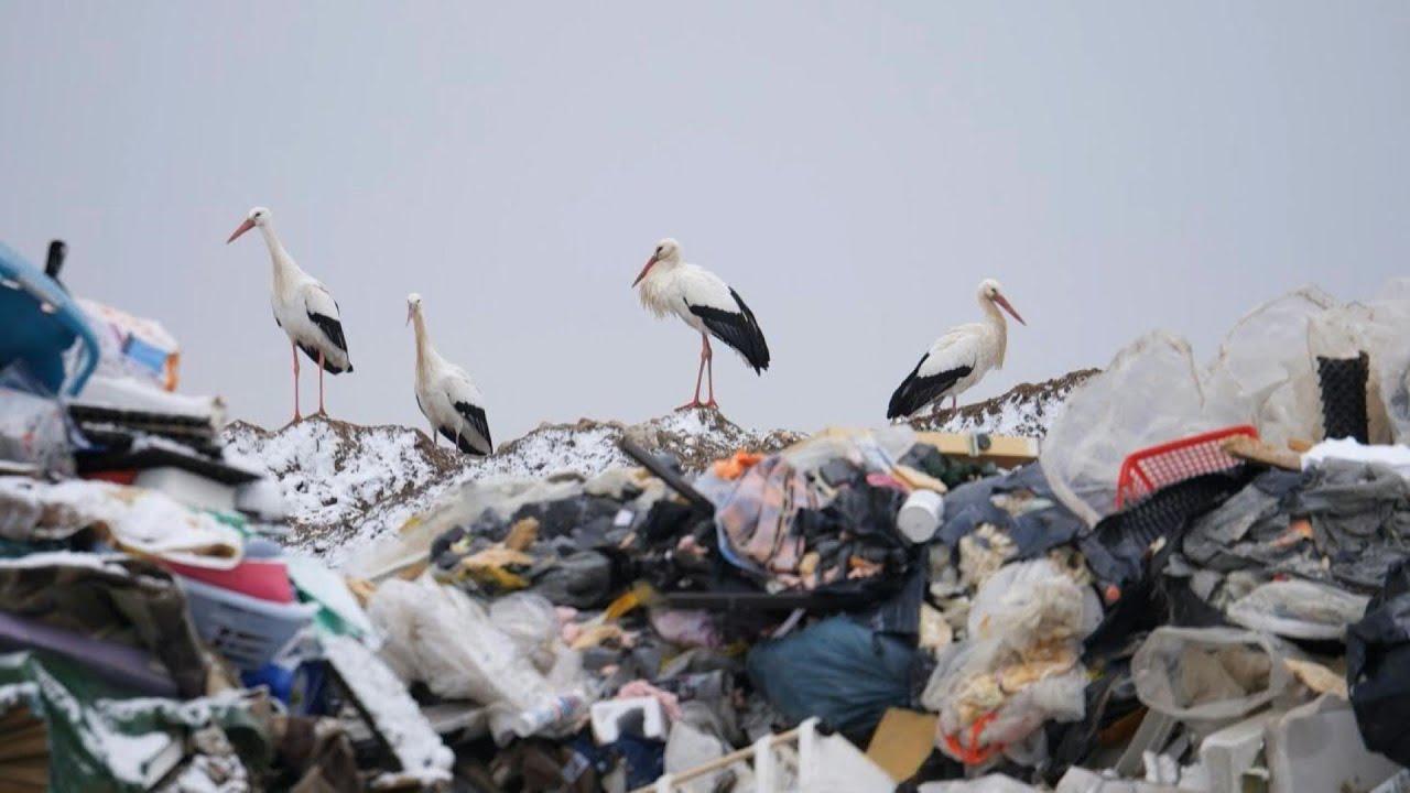 The stork, harbinger of climate change in eastern France | AFP