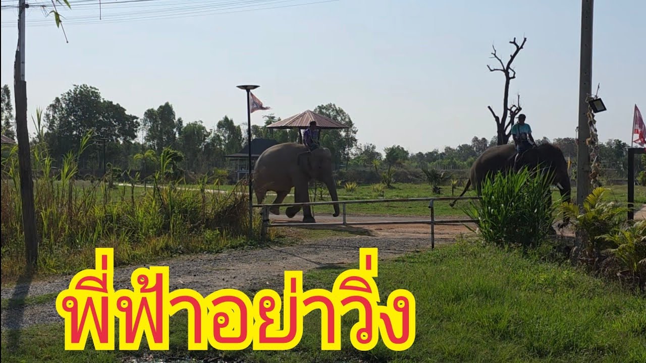 น้องดาวเดินหนีพี่ฟ้าจะเป็นยังไง