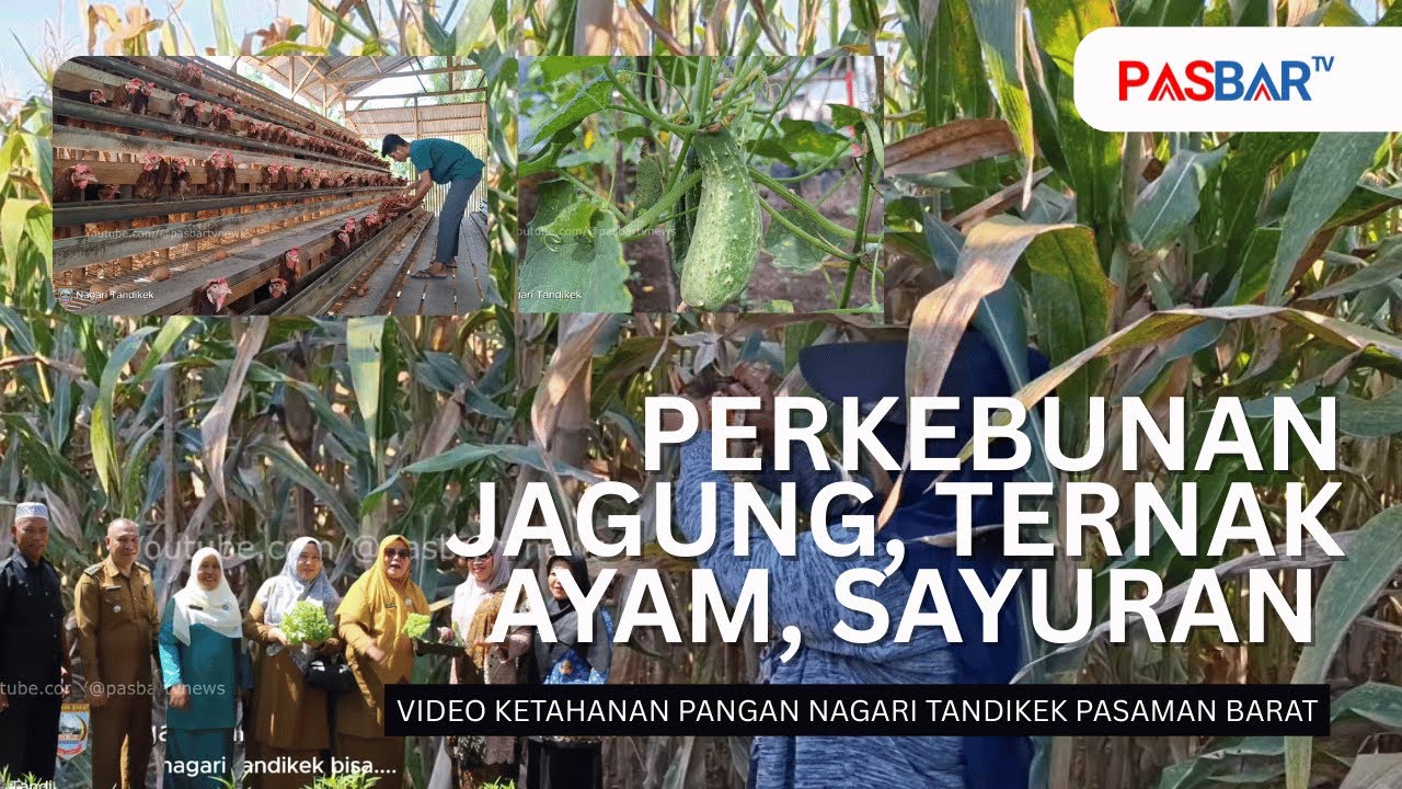 VIDEO KETAHANAN PANGAN NAGARI TANDIKEK PASAMAN BARAT