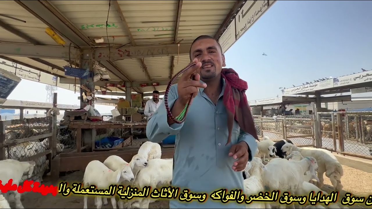 حراج سوق الإبل والأغنام والابقار في جده بالسعودية 🇸🇦يبدأ يوميًا بعد الصلاة العصر