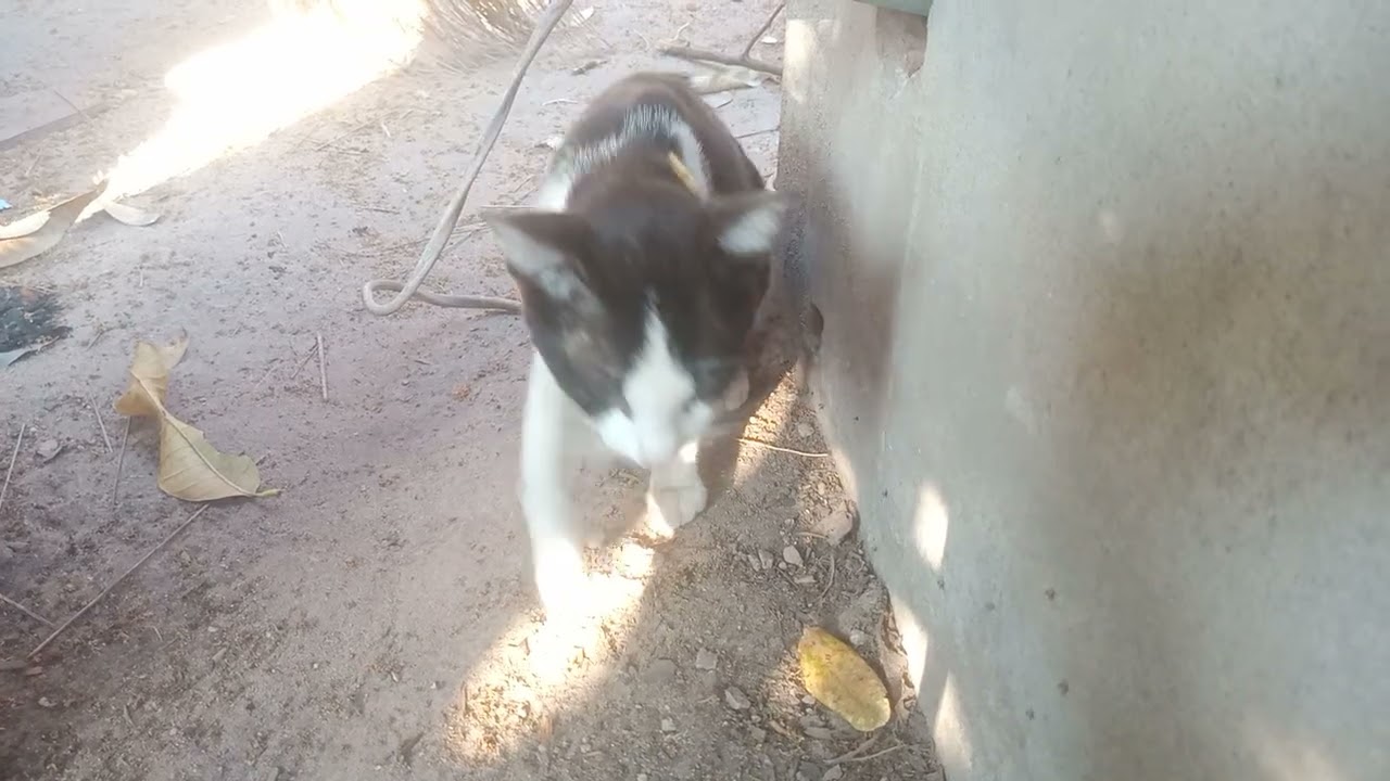 Lovely is Cat, Cat is very cute.#rabbit #cat #dogs #animals #puppy #kitten #monkey #shortvideo 