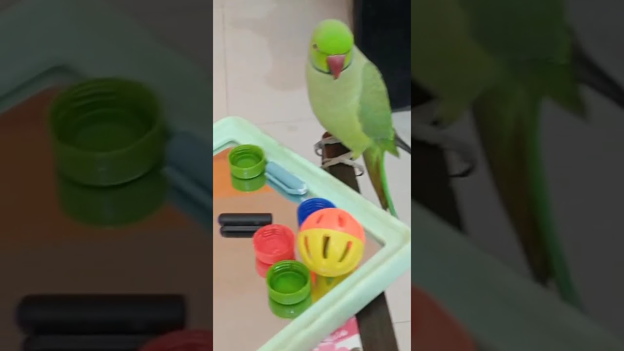Hello, I'm back with today's fun. Let's enjoy ❤️🦜