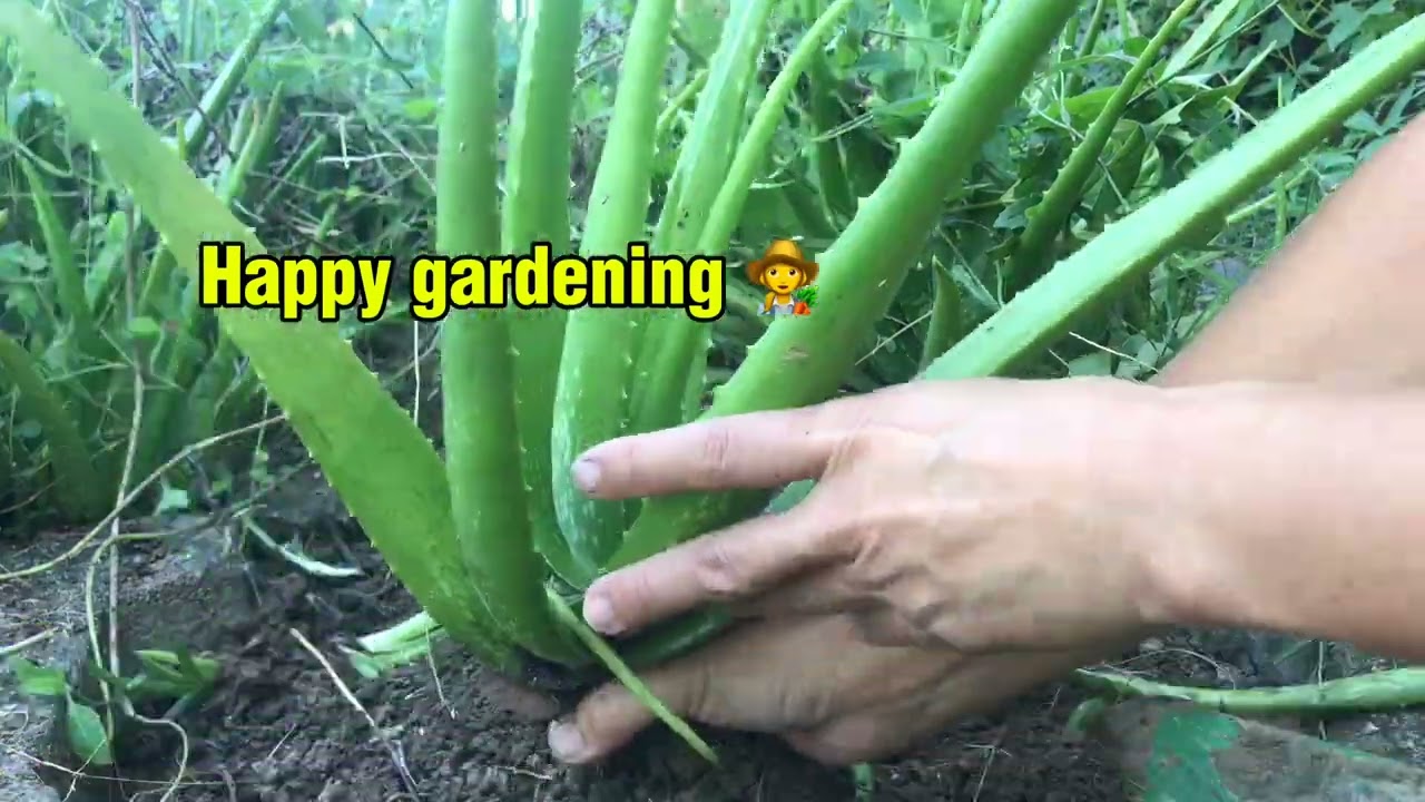 Taking Care of  our Aloe Vera Garden