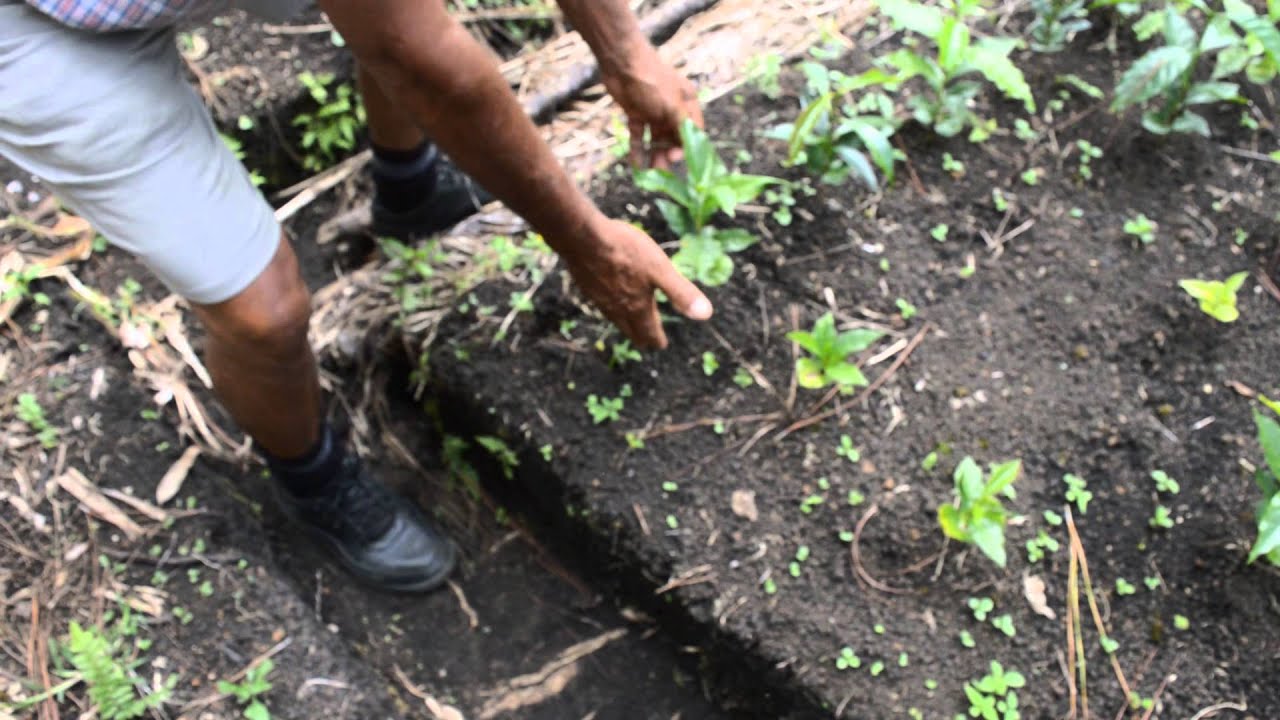 Joe Leahy's coffee nursery 2015