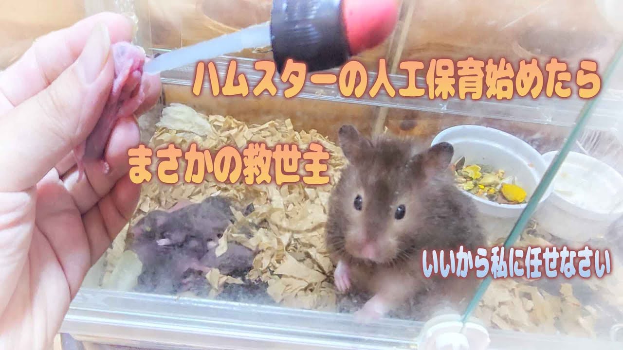 ハムスターの人工保育始めたらまさかの救世主が現れました