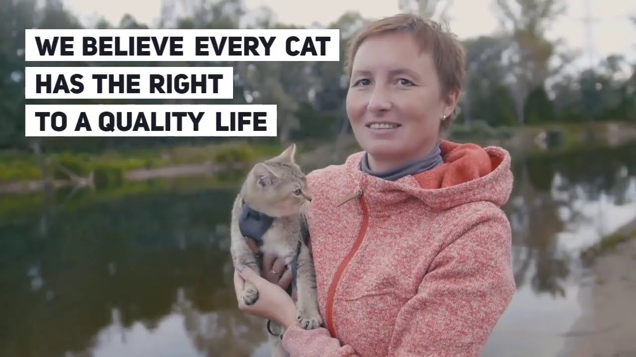 Cat Rescue Commercial (60 sec) - L.A. Animal Shelter