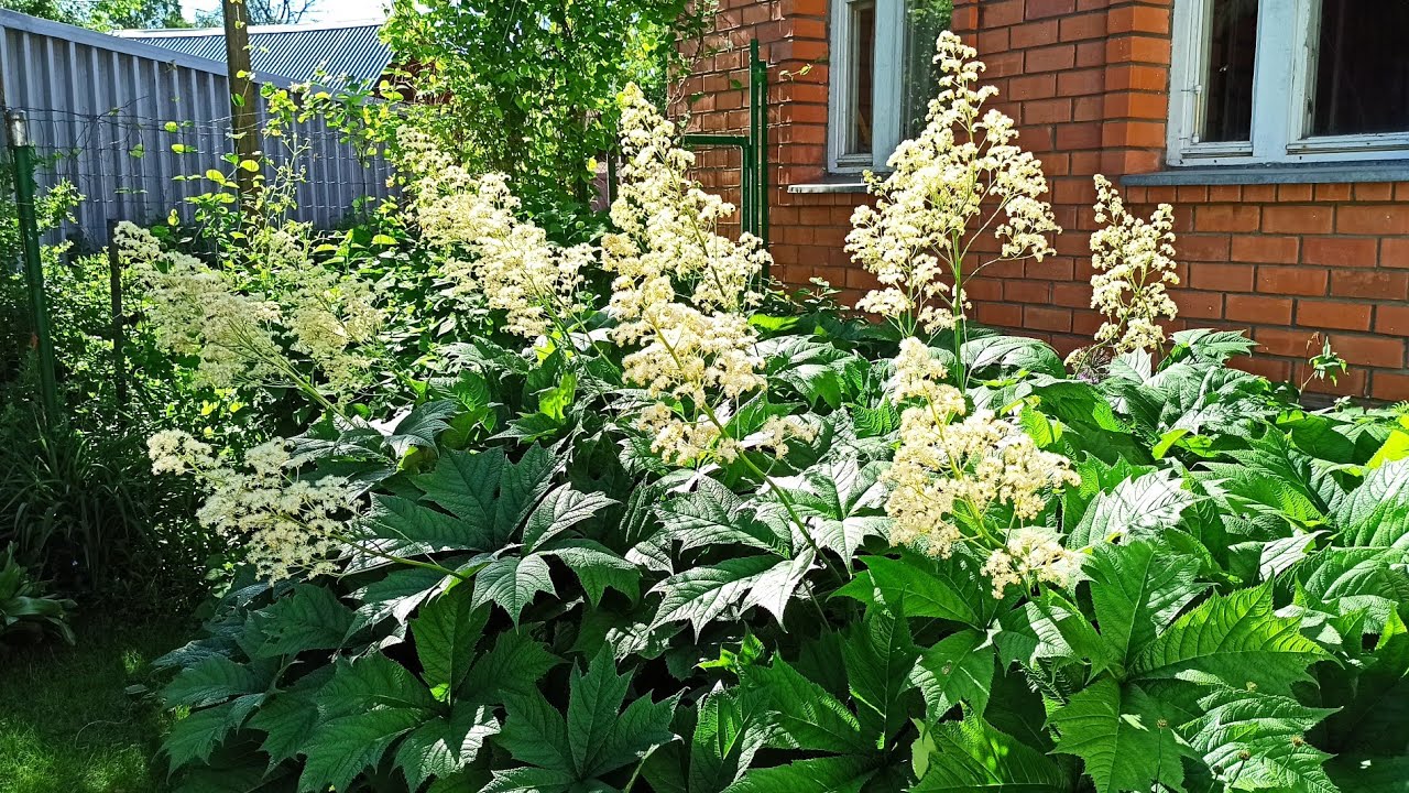 Роджерсия- королева тенистого сада.