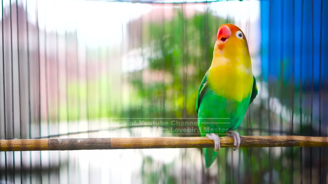 Pancingan Lovebird Paud Ngekek Panjang Terbukti Ampuh Lovebird Apapun Nyaut Dalam Sekian Detik Saja
