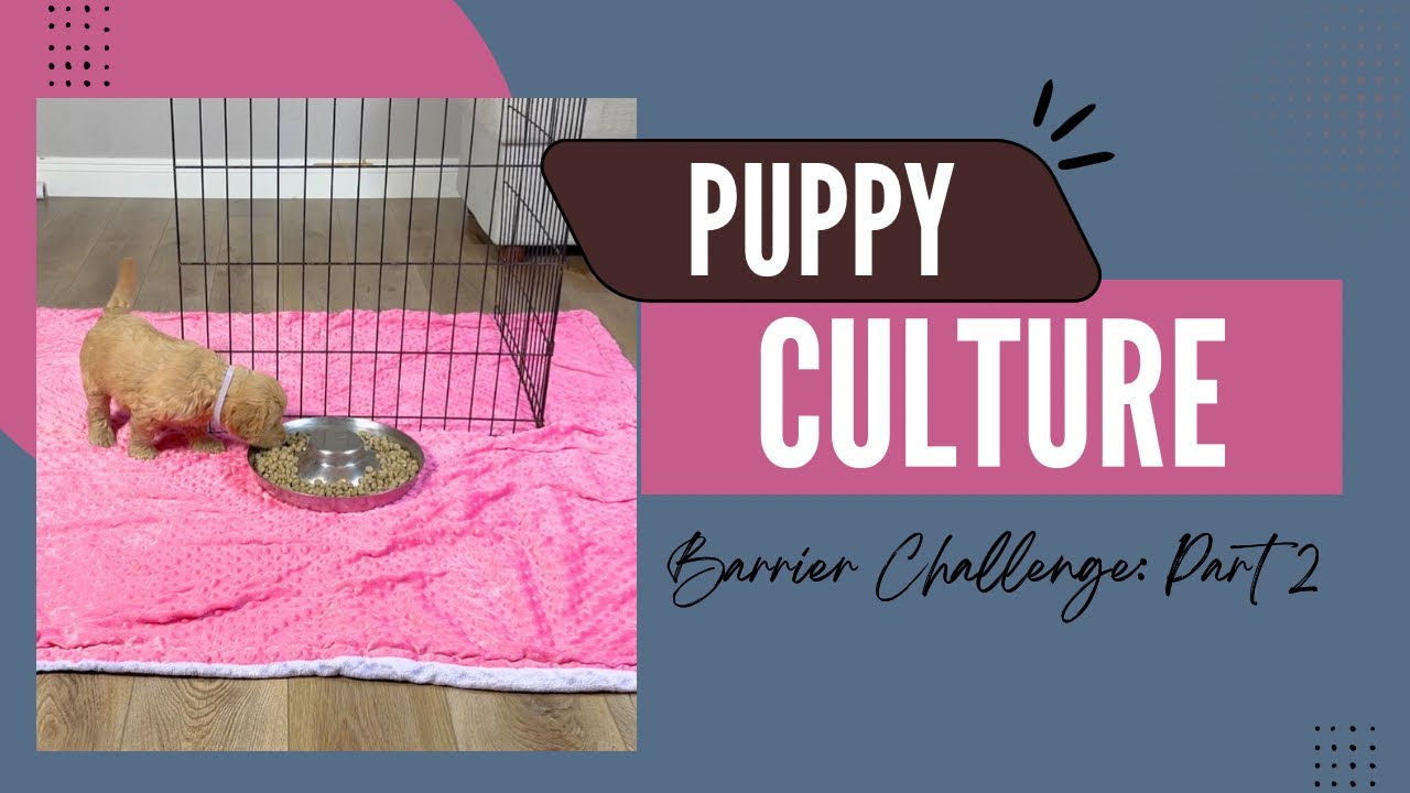 Lucy’s “Legacy” litter Barrier Challenge: Part 2