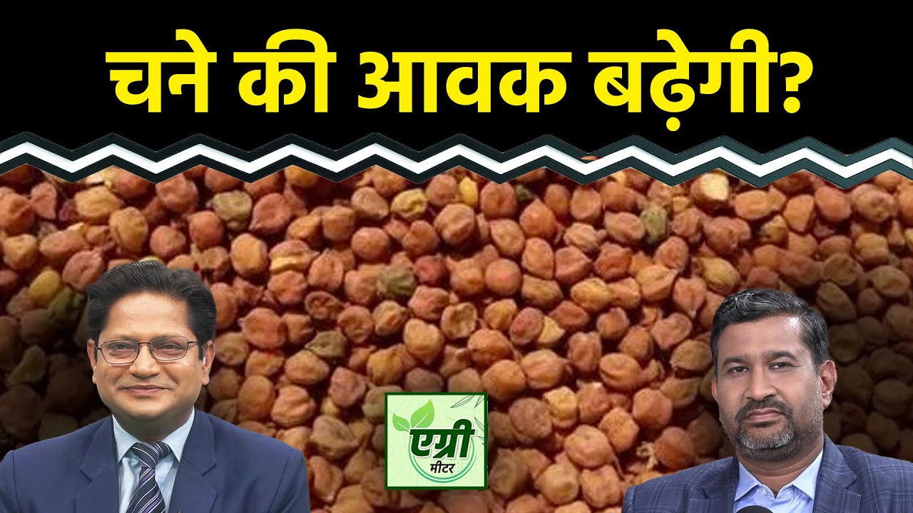 Agri Commodity : राजस्थान में चना उत्पादन का क्या है अनुमान? Commodity Market | NCDEX