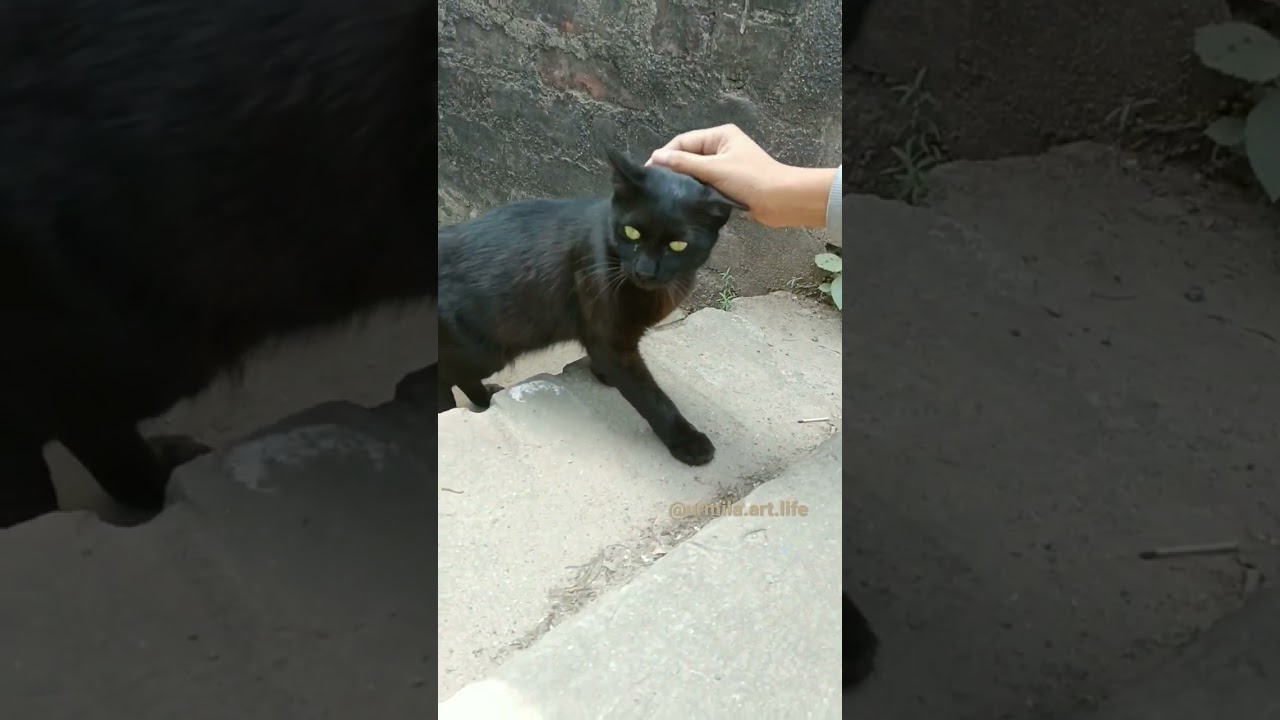 Adorable Indian Street Cat #shorts #catlover #blackcat #streetcat