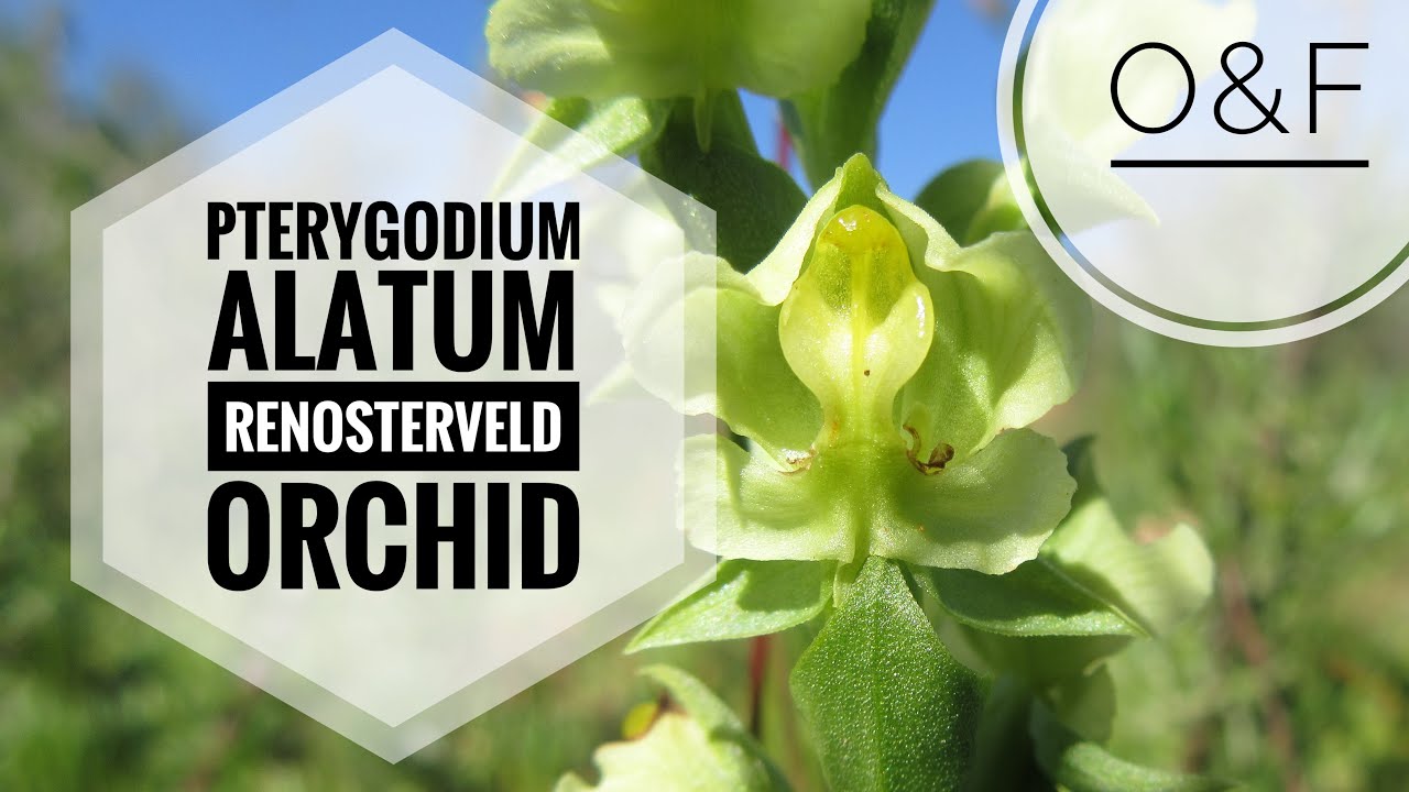 Renosterveld Orchid Darling - Pterygodium alatum