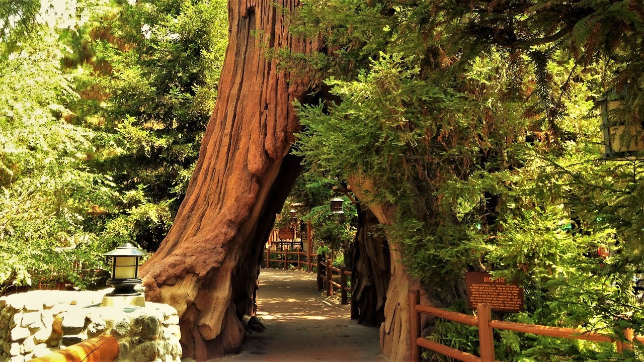 California Adventure | Redwood Creek Challenge Trail | BGM Loop