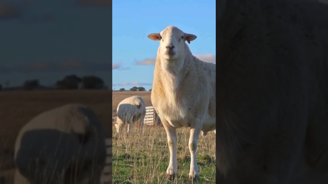 australian sheep #shorts #ytshort #shortsvideo #youtubeshorts
