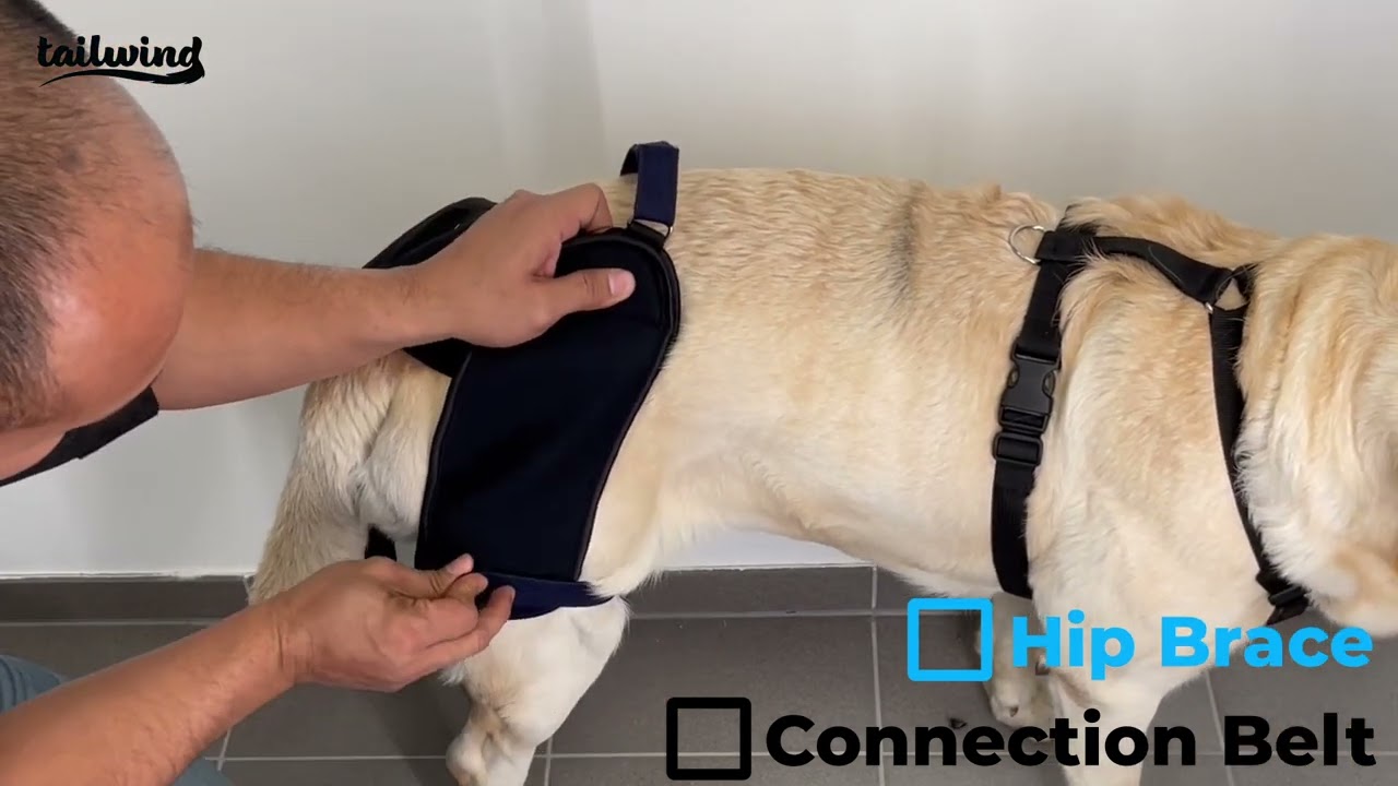 Hip Brace and Connection Belt Instructions - Tailwindpets