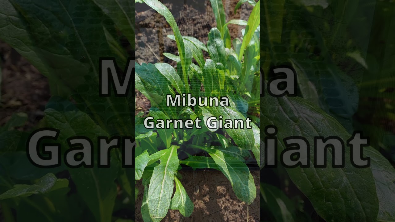 Asiasalate vorziehen 🌱 #garten #gem&uuml;se #gem&uuml;seanbau #gem&uuml;segarten #selbstversorgung #aussaat