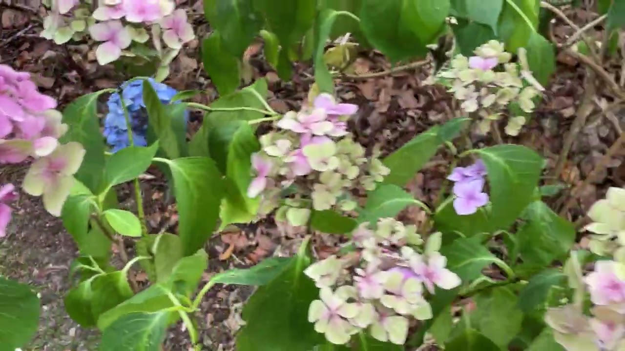 Doddington Place Gardens Part 3
