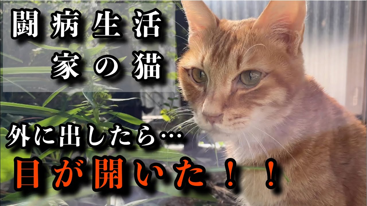 病気の猫。食べなくなって薬もやめて…外に出してみたら結果が凄かった。