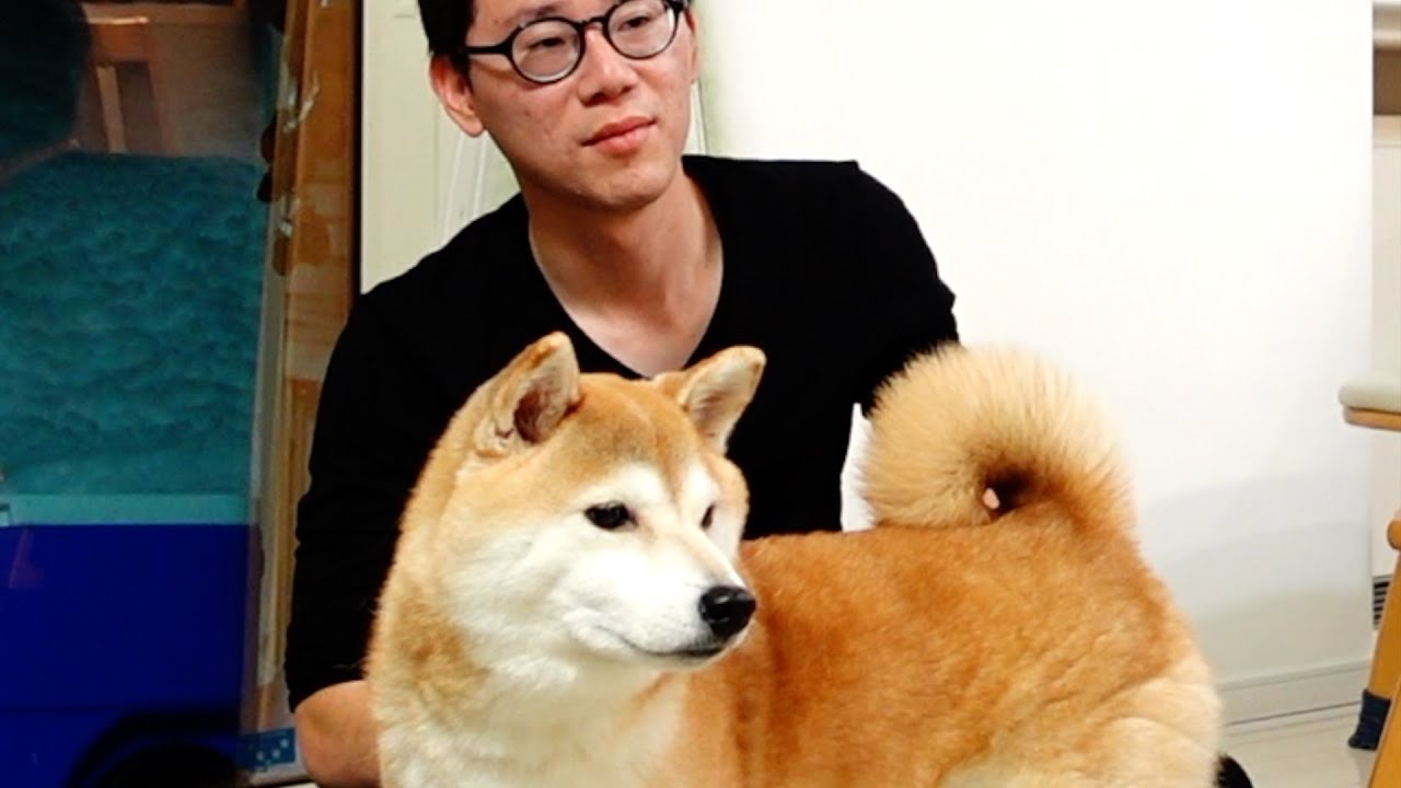 大雪になんか負けないぞ‼️正月を楽しむ我家の柴犬
