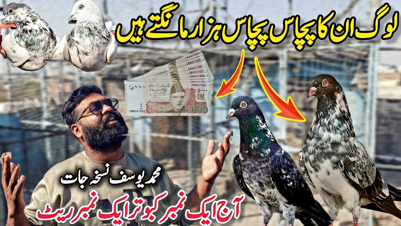 50000 waly kabootar😱 || 0316-5639-636 || High Class Kabootar Khobsurat Collection 🔥