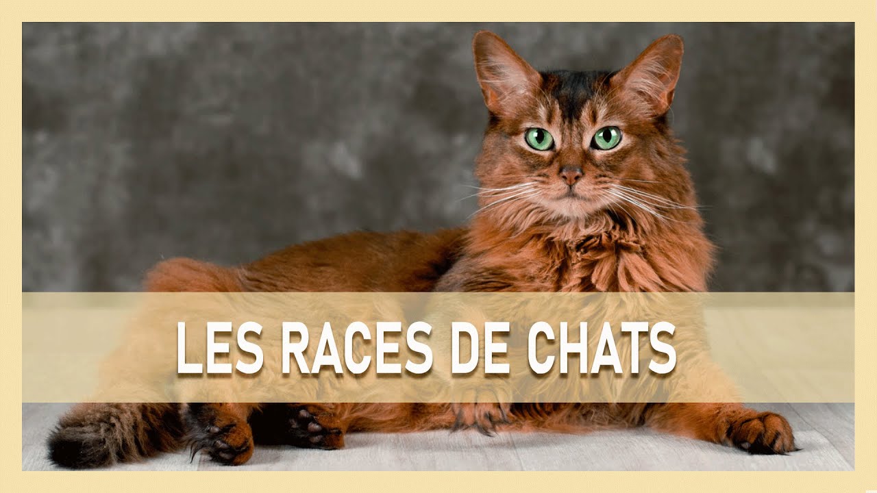 TOUTES LES RACES DE CHATS !
