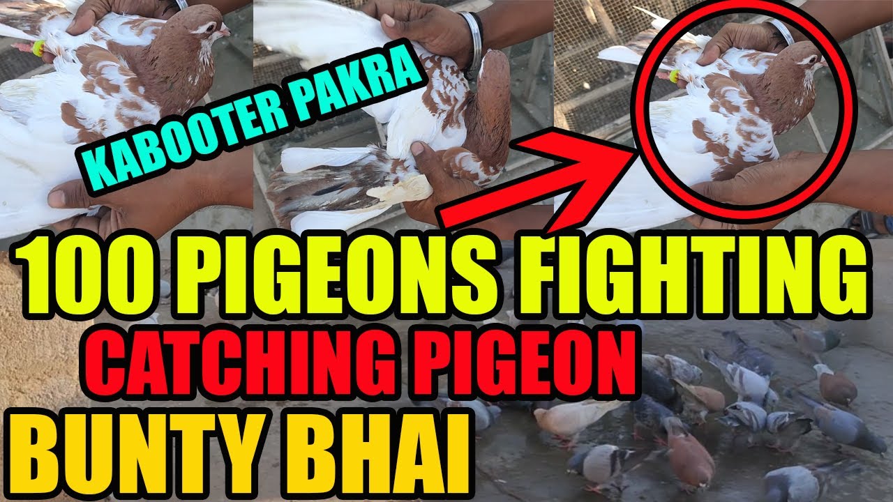 Fighting Pigeons Loft 100 Kabooter Larrayya Bunty Bhai Kabootar Pakra Catching Pigeon Guliyar Sherzi