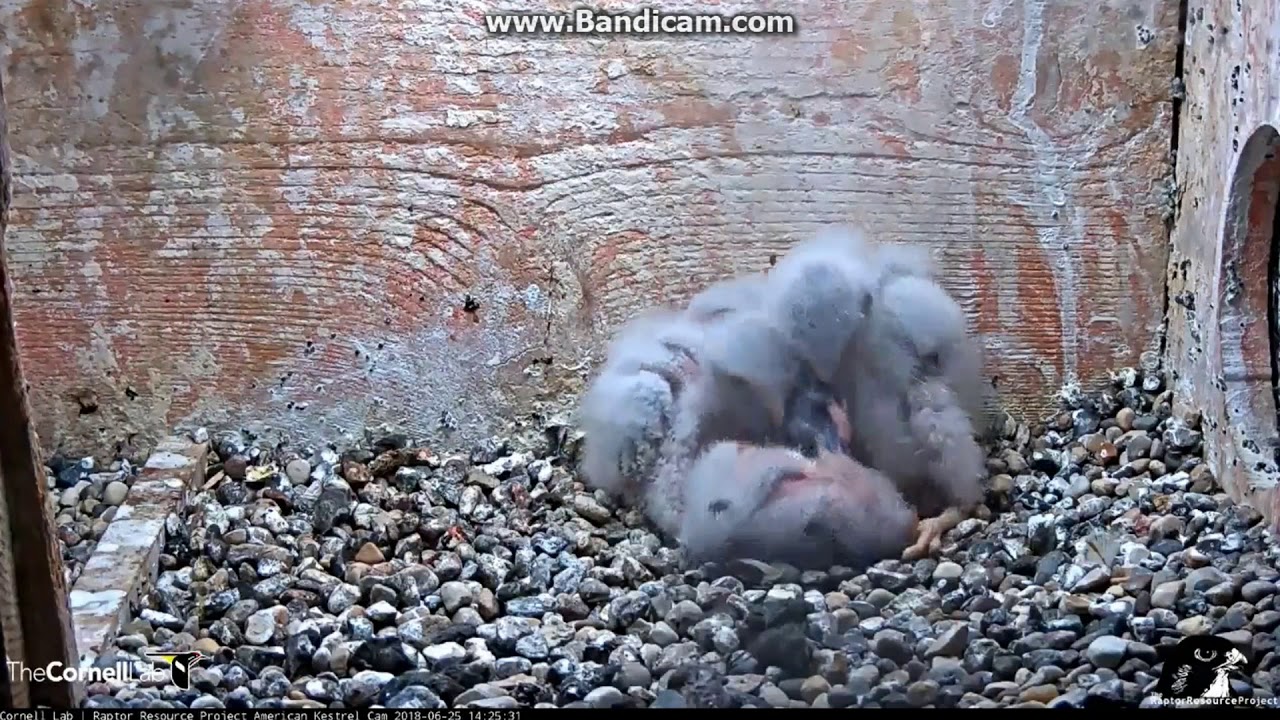 Darnest Thing I've Ever Seen....Cornell Lab Live Cam on Kestrel Nest