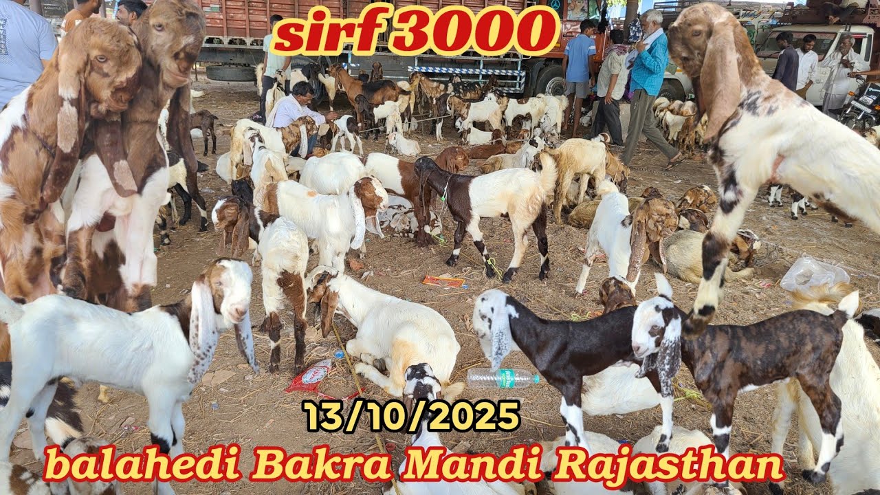 Balahedi Bakra Mandi live update 13/10/2025 biggest mandi in Rajasthan