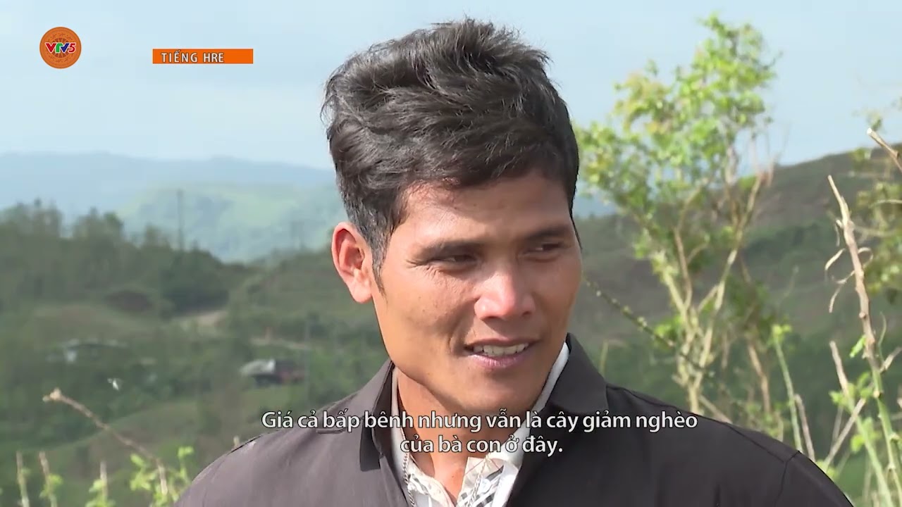 [TIẾNG HRE] BÀ CON VÙNG CAO QUẢNG NGÃI VÀO VỤ THU HOẠCH MÌ | VTV5