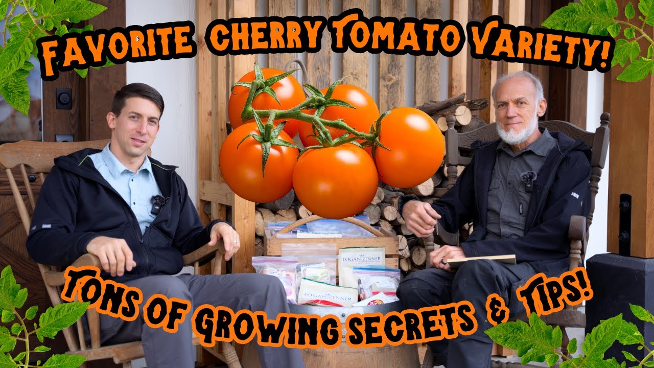 Favorite Cherry Tomato Variety 2024! Organic Tomato Growing Secrets Of World Record Gardener!