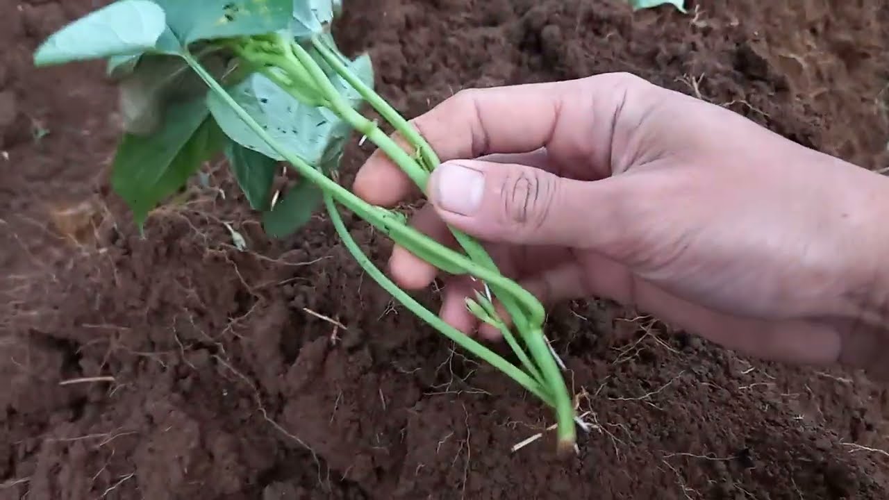 Cara menanam ubi jalar