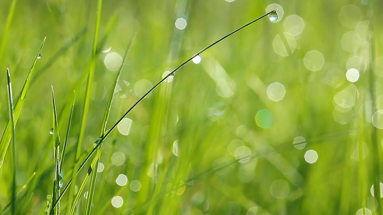 To Hear Blades of Grass Sing - Rabbi Zvi Aryeh Rosenfeld z