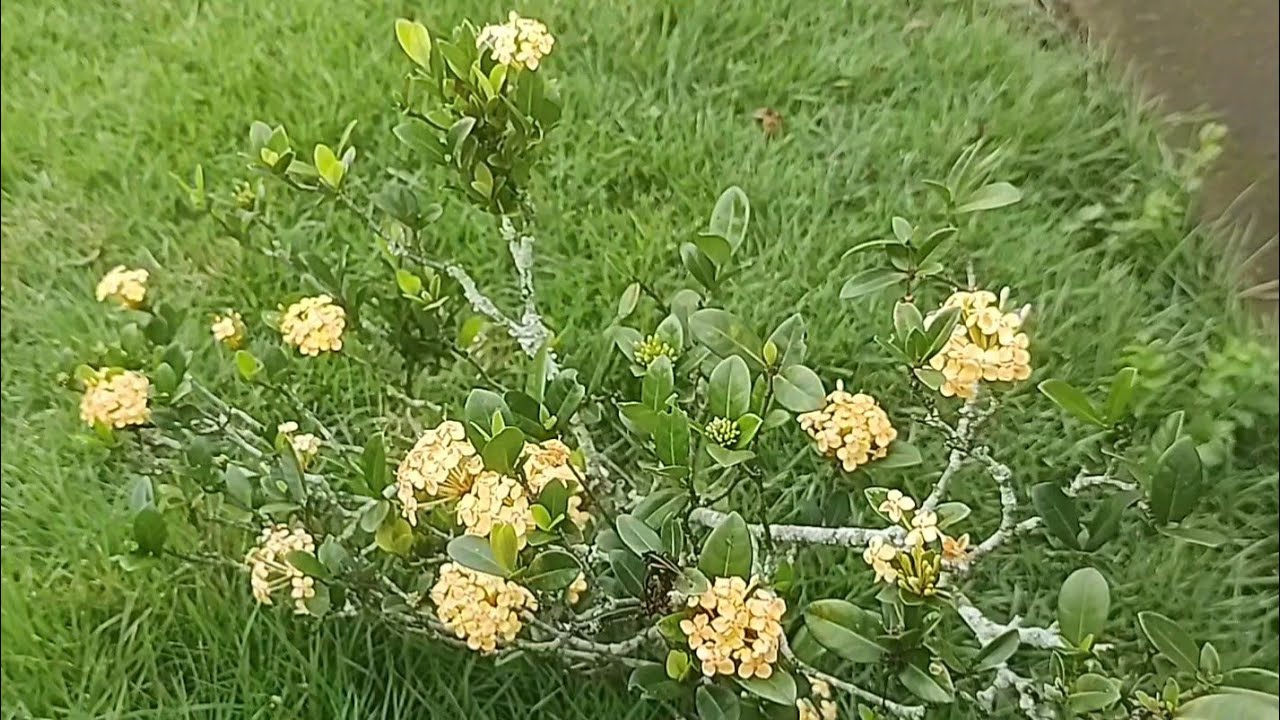 Como fazer mudas de Ixora f&aacute;cil demais