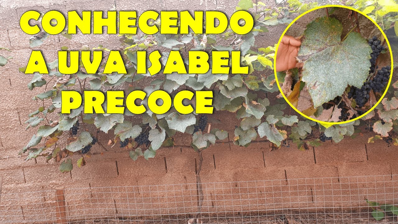Conhecendo a uva Isabel Precoce (ISACL01) - Variedade copa