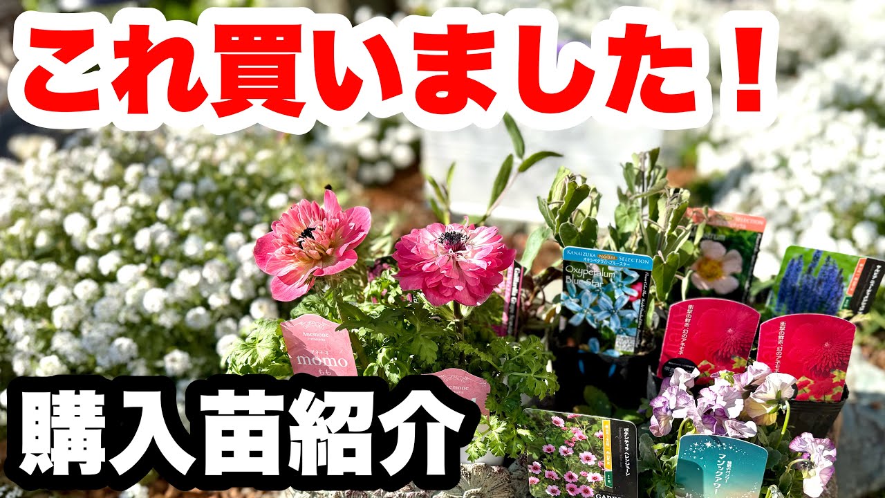 ◆【宿根草が本格始動！】この品種がスゴい🪴アナベルロード春夏へ向かう！