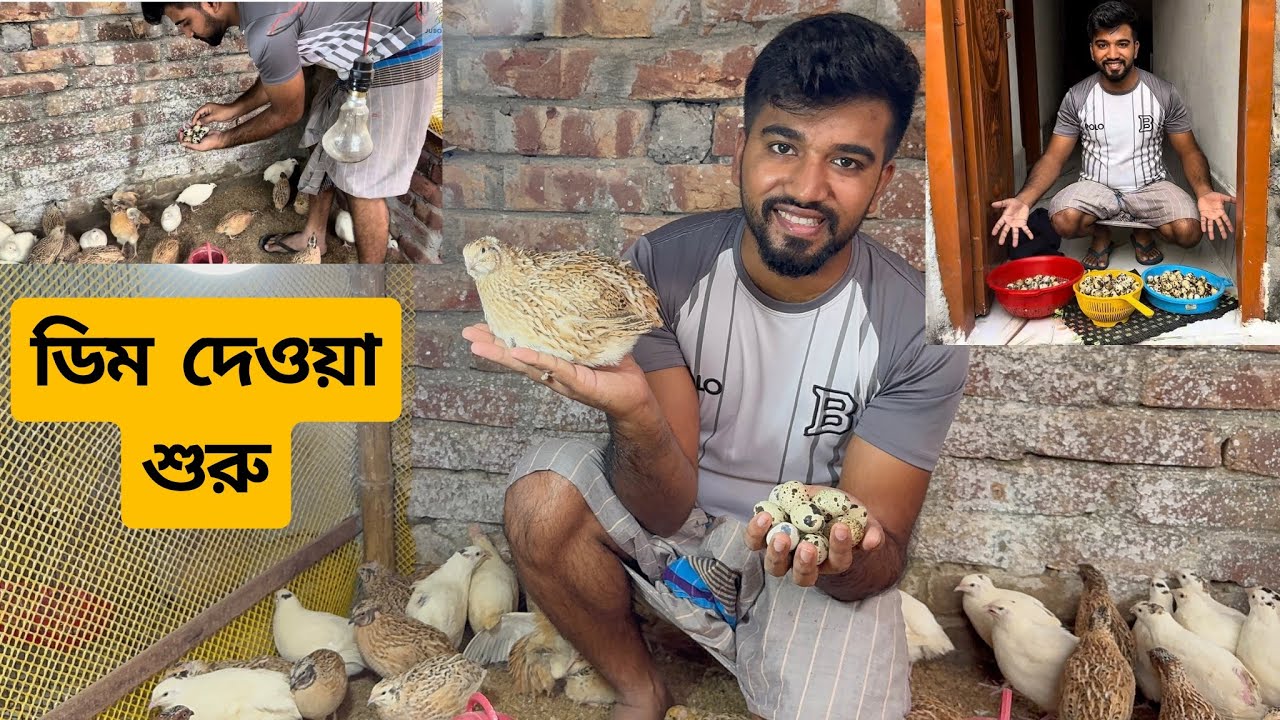ইউরোপিয়ান কোয়েল গুলার ডিম পাড়া শুরু করে দিয়েছে কিন্তু আছি এক অন্য সমস্যায় 😧