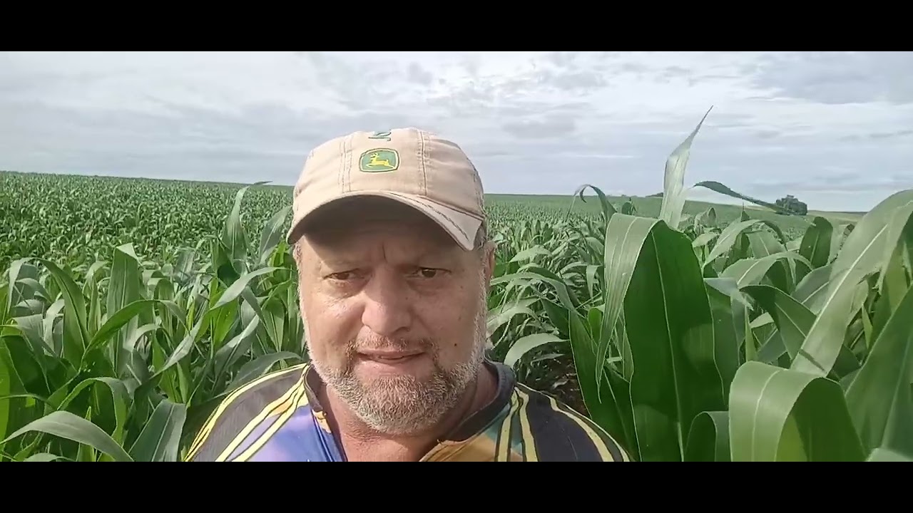 Milho forseed 552 PWU com 45 dias 🌽. 🌽. 🌽.