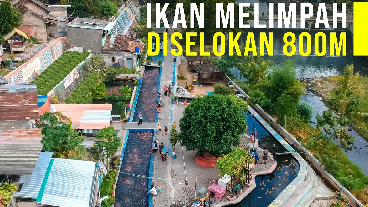 Warga Sulap Selokan Penuh Sampah Jadi Kolam Ikan. Panen Ikan Berlimpah