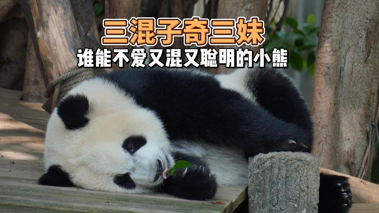 有些小熊真的是看着看着就长大了！不知不觉间她早已悄悄长成了无数人心尖上的宝贝