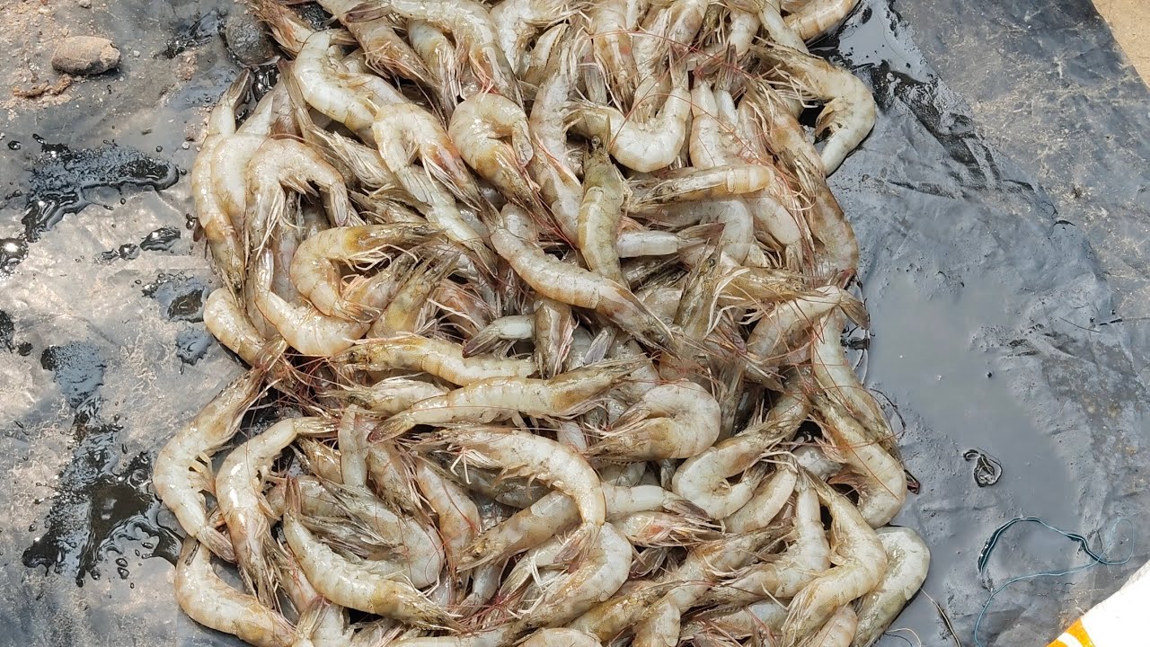 Chingudi fish fry food India masala recipe food recipe #bapunivlogs05 #cookingrecipe #indianfood 