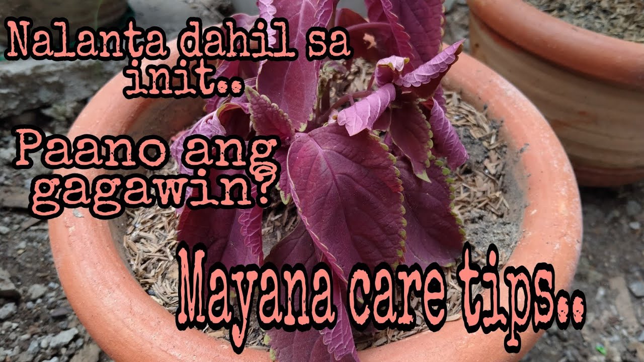 Bakit madaling malanta ang mayana sa sikat ng araw...mayana care tips....