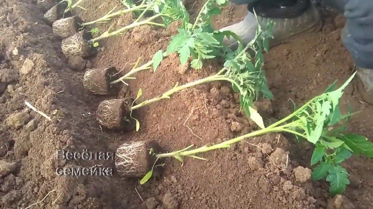 Высадка томатов в теплицу (парник, балаган)